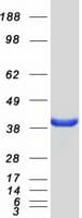 Human NDRG4 Protein (Recombinant Myc-DDK (Flag))