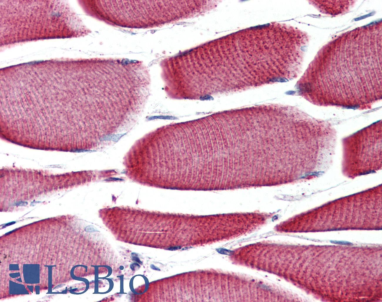 IHC-plus™ FFAR2 / GPR43 Antibody (Internal)