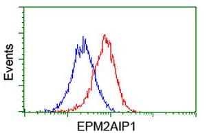 Monoclonal Mouse anti-Human EPM2AIP1 Antibody (clone OTI2A2, IHC, WB)