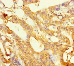 LYG2 Antibody