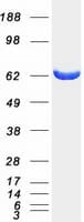 Human MTMR9 Protein (Recombinant Myc-DDK (Flag))