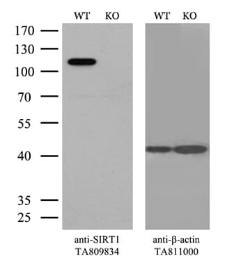 SIRT1 / Sirtuin 1 Antibody (aa552-676, clone OTI5B2)