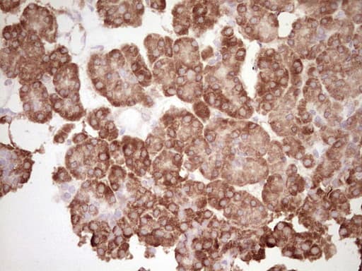 BHLHE41 / BHLHB3 / SHARP1 Antibody (aa1-297, clone OTI8A8)