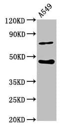 SPOPL Antibody