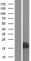 RPLP2 Protein (Over-Expression Lysate Myc-DDK (Flag))