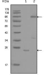 YES1 / c-Yes Antibody (Amino Acid: 10-193, clone 2F3E6)