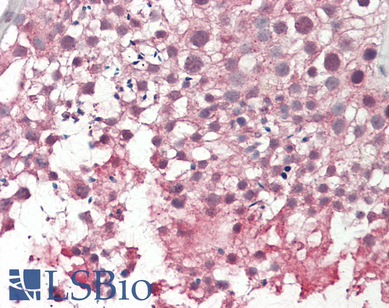 IHC-plus™ MRGPRX2 / MRGX2 Antibody (aa287-315)