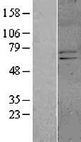 Human KCND1 / Kv4.1 Protein (Over-Expression Lysate Myc-DDK (Flag))