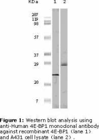 EIF4EBP1 / 4EBP1 Antibody (clone 4B6G10)