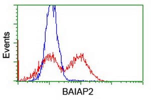 BAIAP2 / IRSP53 Antibody (clone OTI1C10)