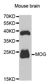 IHC-plus™ MOG Antibody