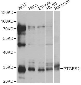 PTGES2 Antibody