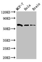 SGOL1 / Shugoshin Antibody