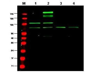 IHC-plus™ Polyclonal Rabbit anti-Mouse RREB1 Antibody (IHC, WB)