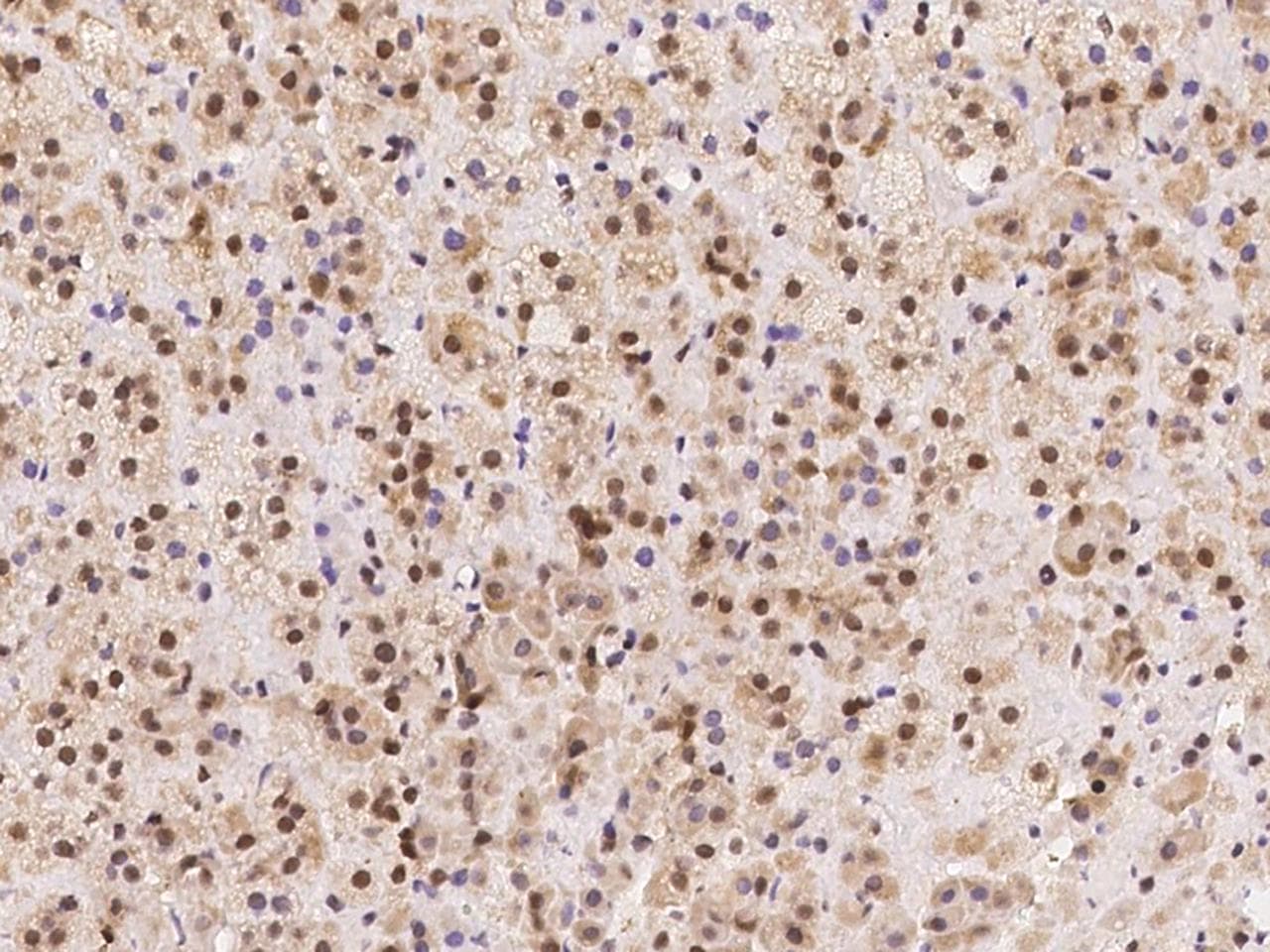 AZIN1 Antibody