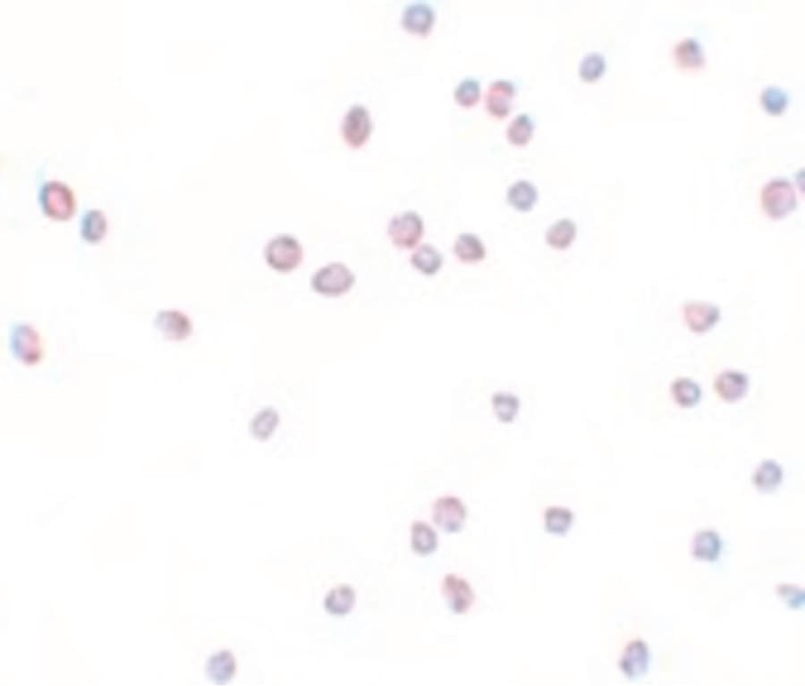 IHC-plus™ ZEB2 / SIP-1 Antibody