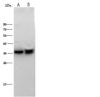 CD40 Antibody (Preservative Free)