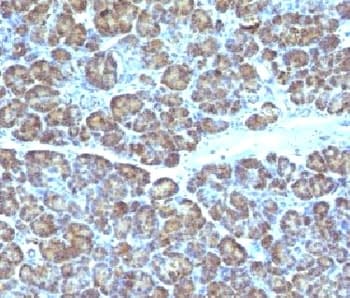 Monoclonal Mouse anti-Human Mitochondria Antibody (clone MTC719, Azide-free,BSA-free, IHC, IF, WB)