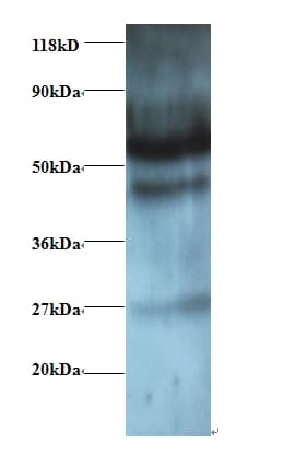 GABARAPL2 / ATG8 Antibody