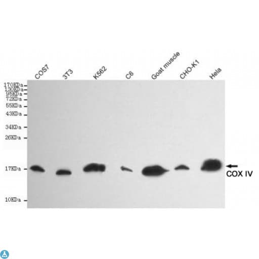 COXIV / COX4 Antibody