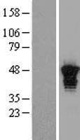 AURKA / Aurora-A Protein (Over-Expression Lysate Myc-DDK (Flag))