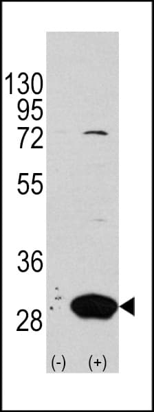IHC-plus™ Latexin / MUM Antibody (aa78-107)