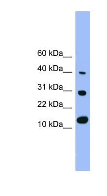 PathPlus™ BMP7 Antibody (aa165-214)
