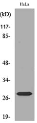 Polyclonal Rabbit anti-Human SNRPN Antibody (WB)