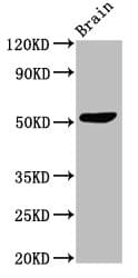 SLC30A10 Antibody