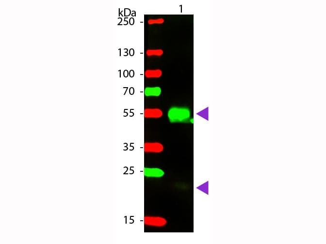 Donkey Anti-Rabbit IgG Secondary Antibody (RPE)