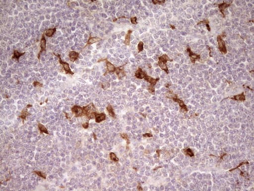 GPNMB / Osteoactivin Antibody (clone OTI8A10)