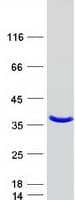 Human NTAN1 / PNAD Protein (Recombinant Myc-DDK (Flag))