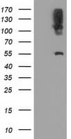 LIPG / Endothelial Lipase Antibody (clone OTI2E7)
