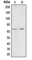 Polyclonal Rabbit anti-Human CDC40 Antibody (Internal, IHC, WB)