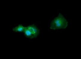 CD33 Antibody (clone OTI1E10)