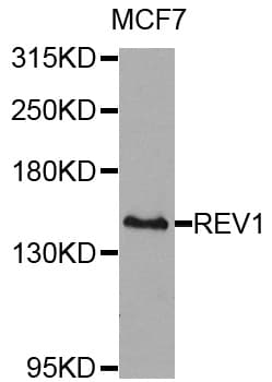 REV1 Antibody