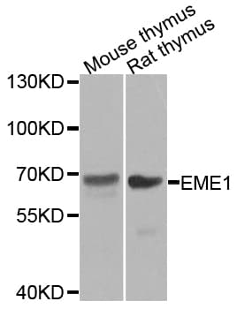 EME1 Antibody