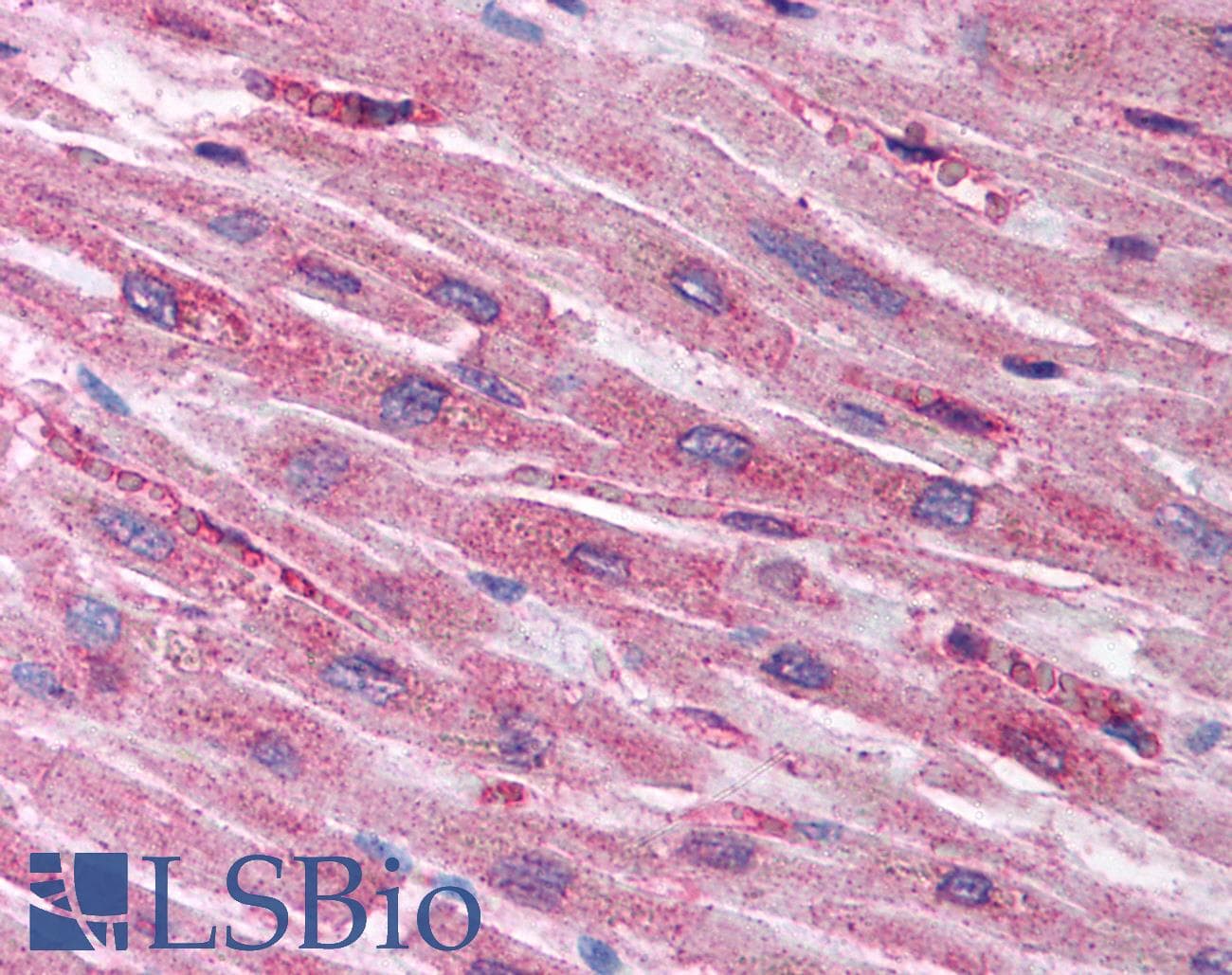HIF1AN Antibody (N-Terminus)