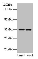 Polyclonal Rabbit anti-Rat THPO / TPO / Thrombopoietin Antibody (WB)