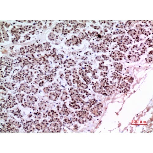 KLF13 Antibody