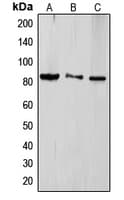 Polyclonal Rabbit anti-Human GRG4 / TLE4 Antibody (Internal, IHC, WB)