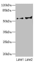 CYP2C18 / CYP2C Antibody