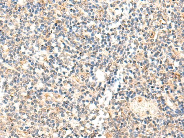 ADAMTS2 Antibody