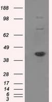 Monoclonal Mouse anti-Human BAP / SIL1 Antibody (clone OTI1G7, IHC, IF, WB)