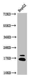 HIST1H3A Antibody