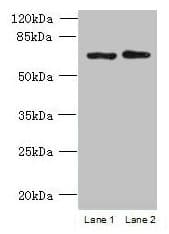 TBC1D19 Antibody