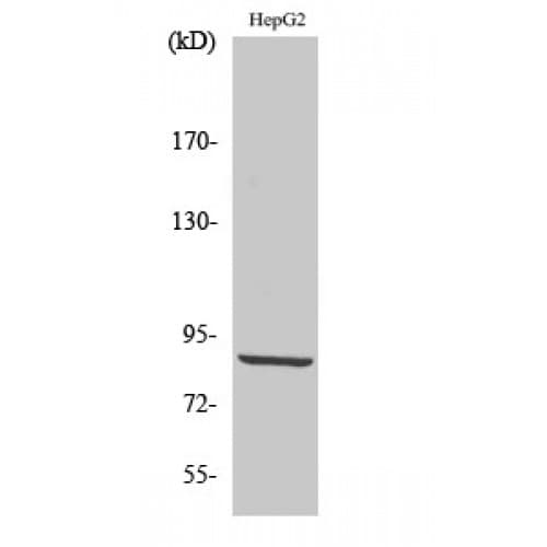 PDXDC1 Antibody (650-730 aa, C-terminal)