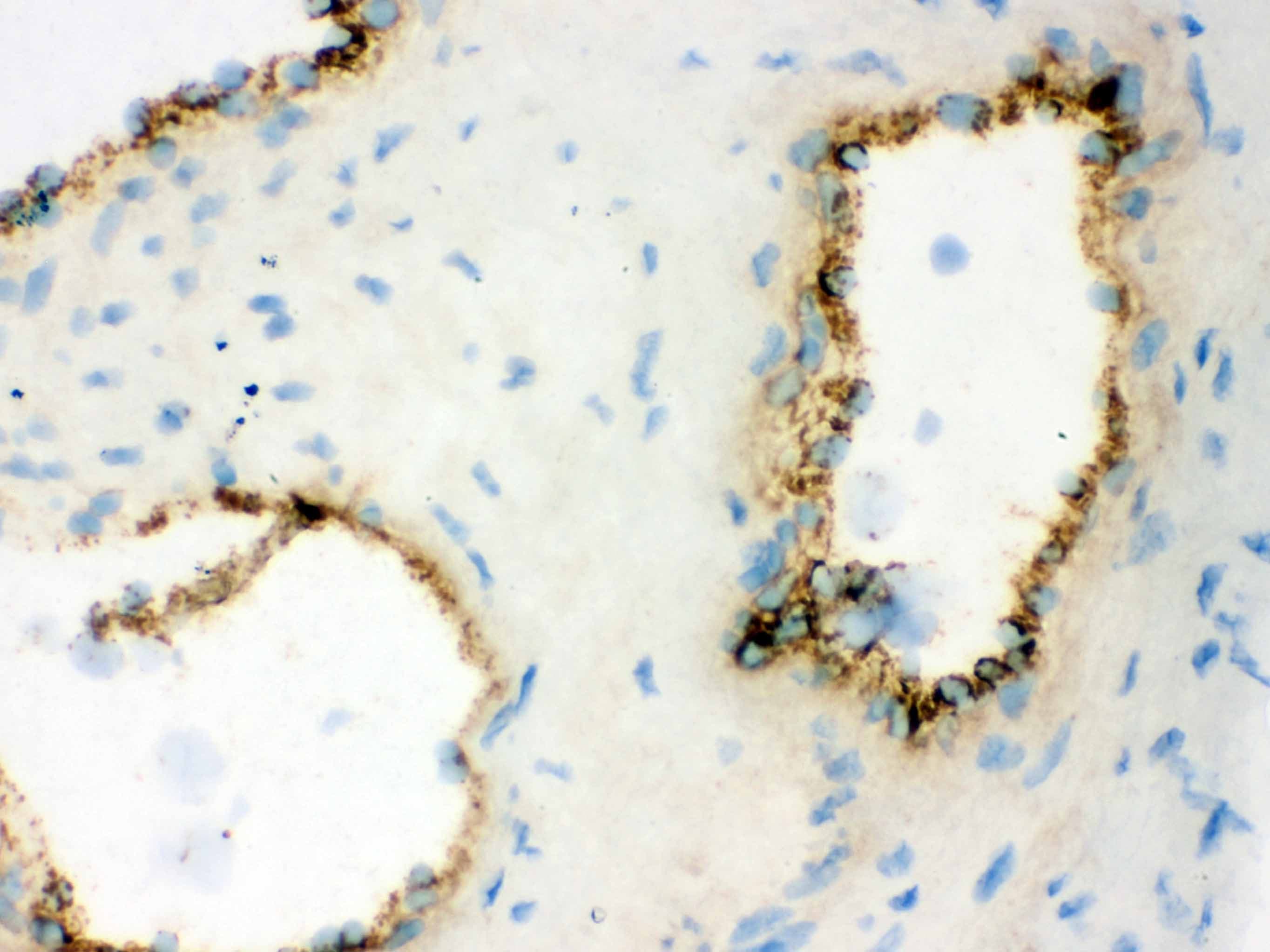 VWF / Von Willebrand Factor Antibody (aa2535-2813)