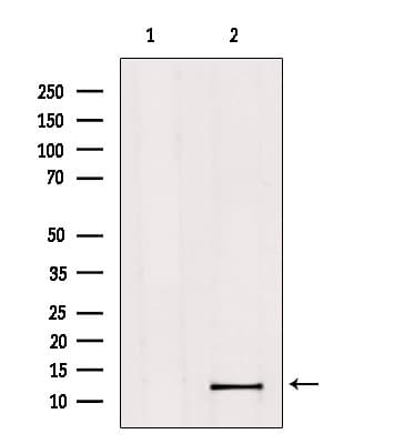 MED11 Antibody
