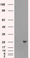 RPA2 / RFA2 / RPA34 Antibody (clone OTI10G1)